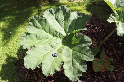 Gunnera manicata - barota rukávovitá - list